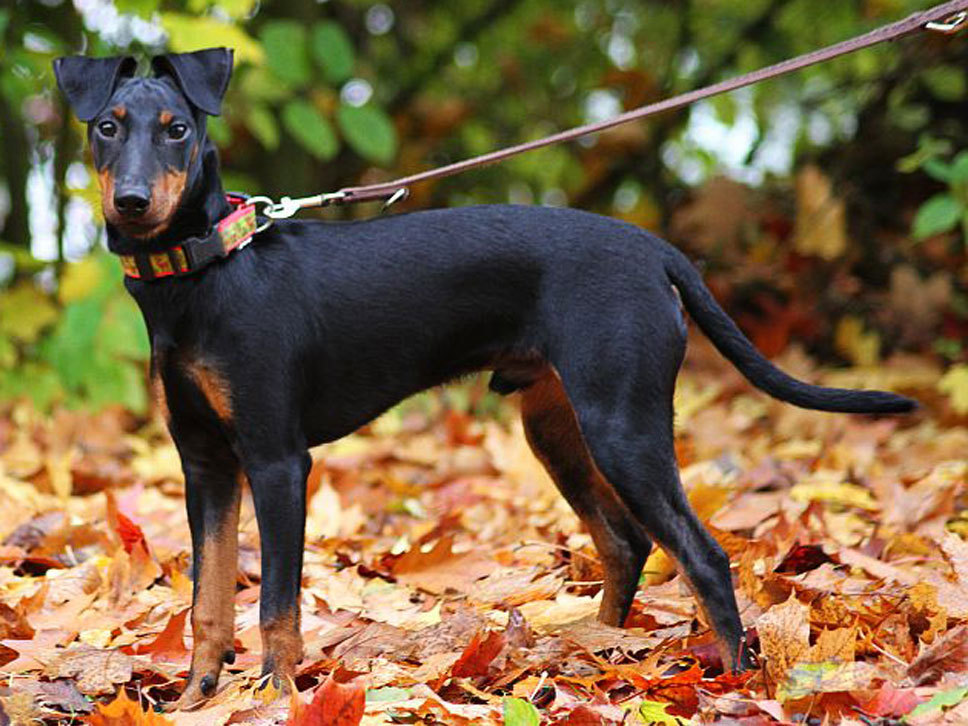Manchester Terrier HundeTreffpunkt