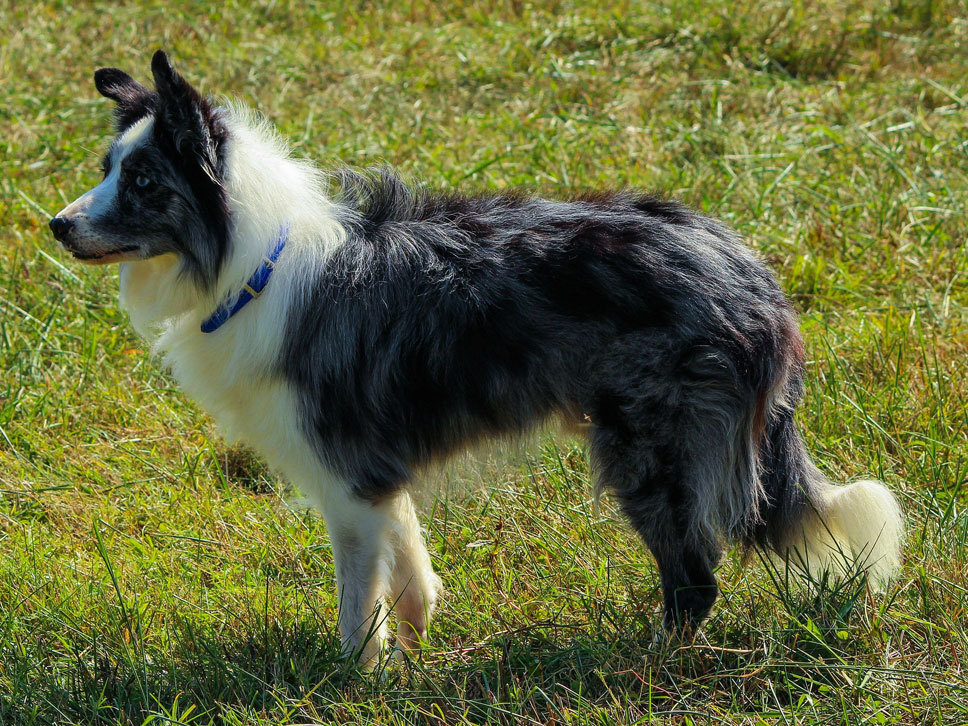 Border Collie | Hunde-Treffpunkt