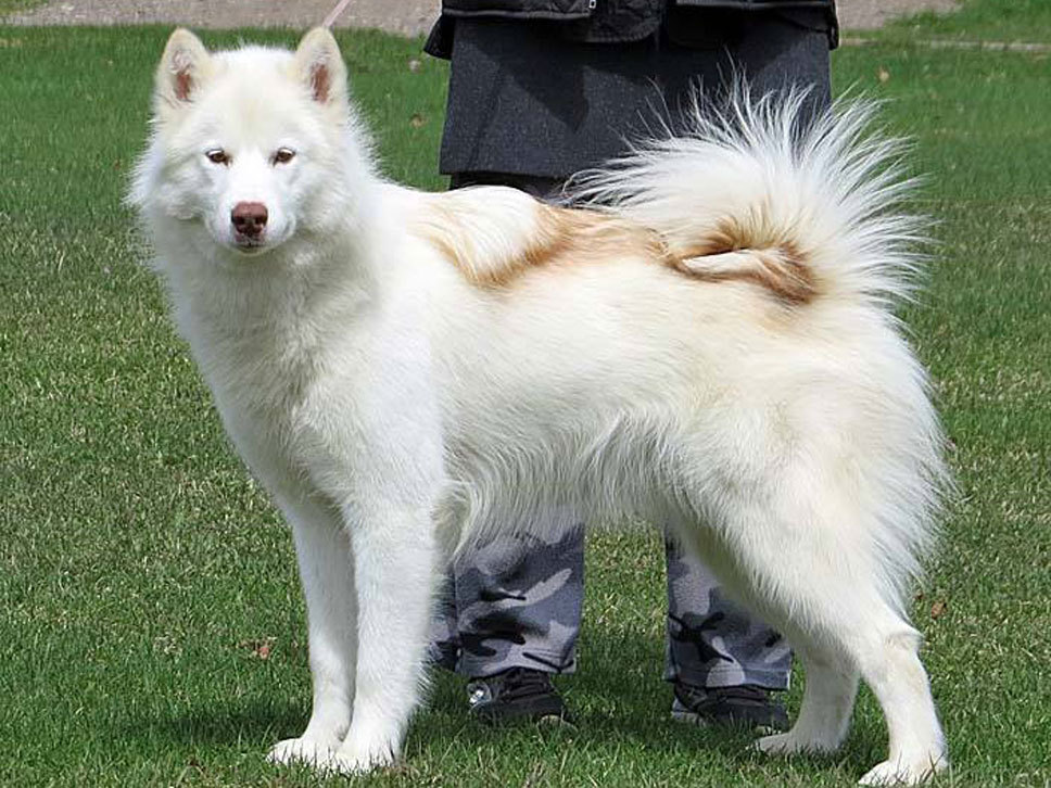 Canadian Eskimo Dog HundeTreffpunkt