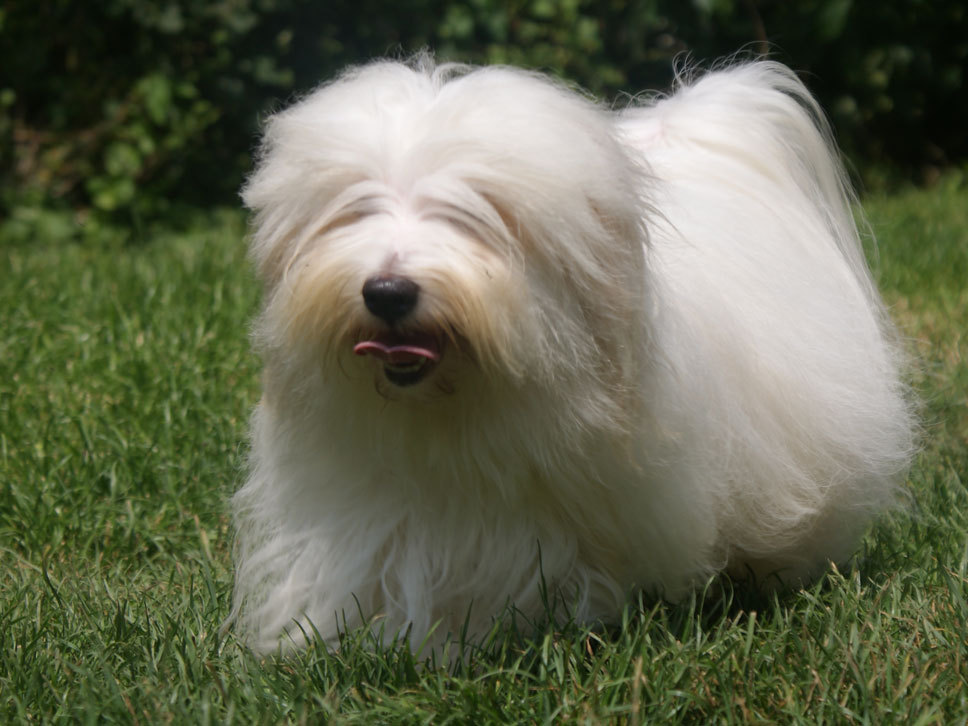 Coton De Tuléar HundeTreffpunkt