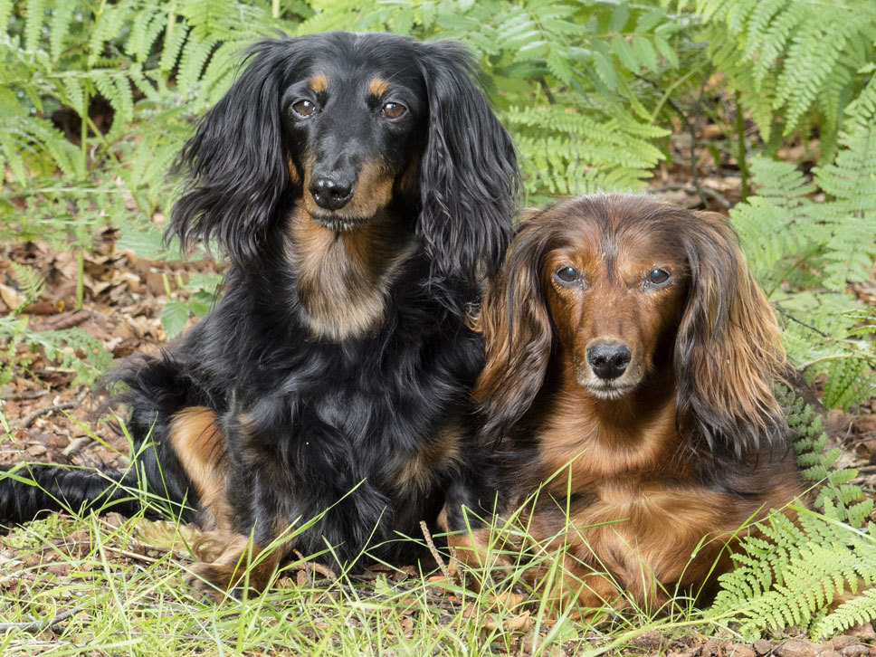 Dackel (Langhaar) Hunde Treffpunkt