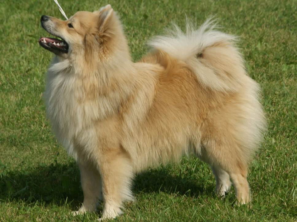 Deutsche Spitze (Mittelspitz) | Hunde-Treffpunkt