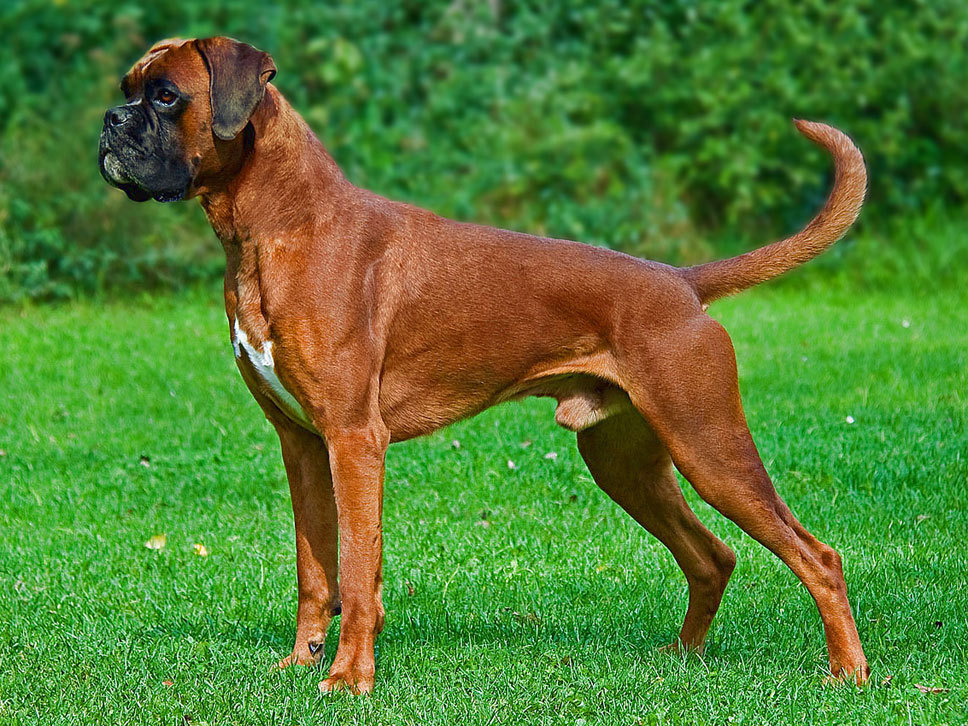 Deutscher Boxer Kaufen