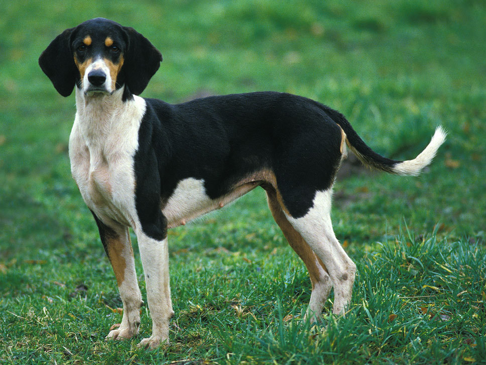 Français Tricolore HundeTreffpunkt