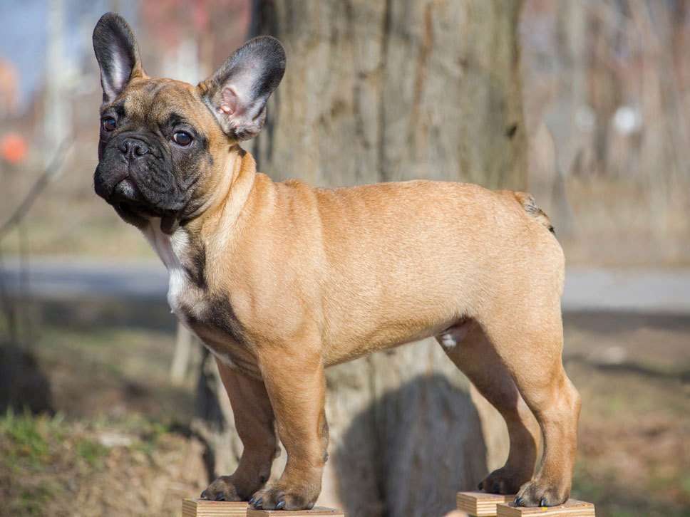 Französische Bulldogge HundeTreffpunkt
