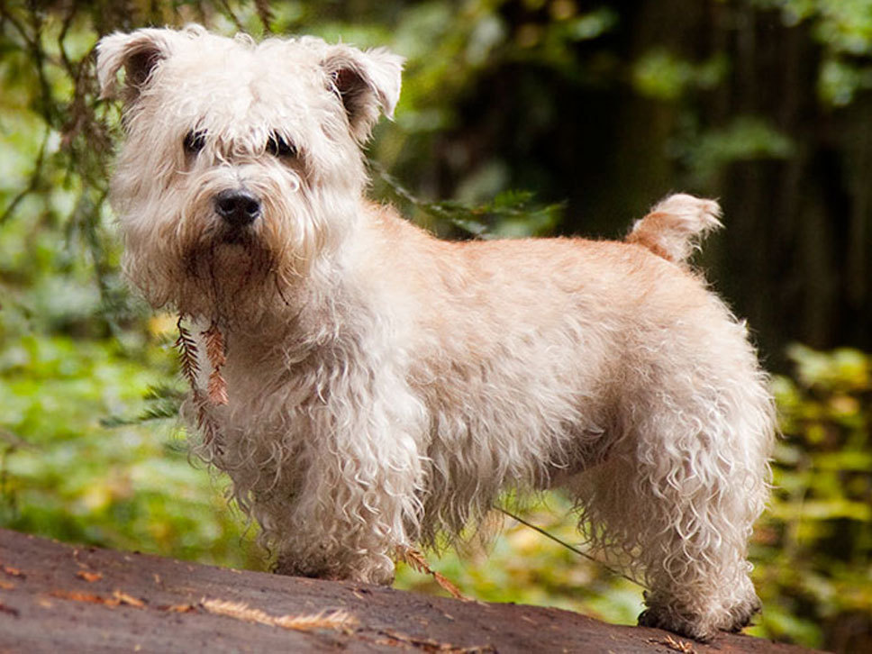 Irish Glen Of Imaal Terrier Hunde Treffpunkt