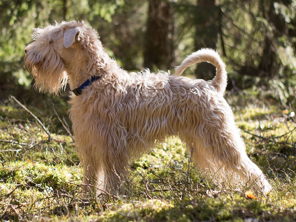 Irish Soft Coated Wheaten Terrier Zu Verkaufen Irish Soft Coated Wheaten Terrier | Hunde-Treffpunkt