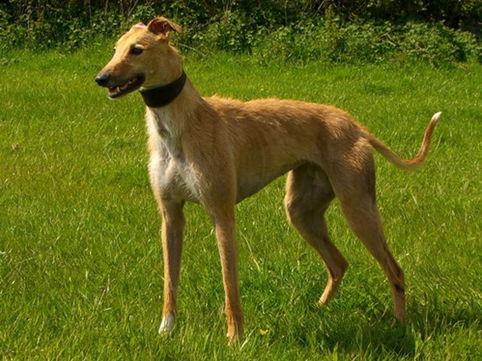 Longdog HundeTreffpunkt