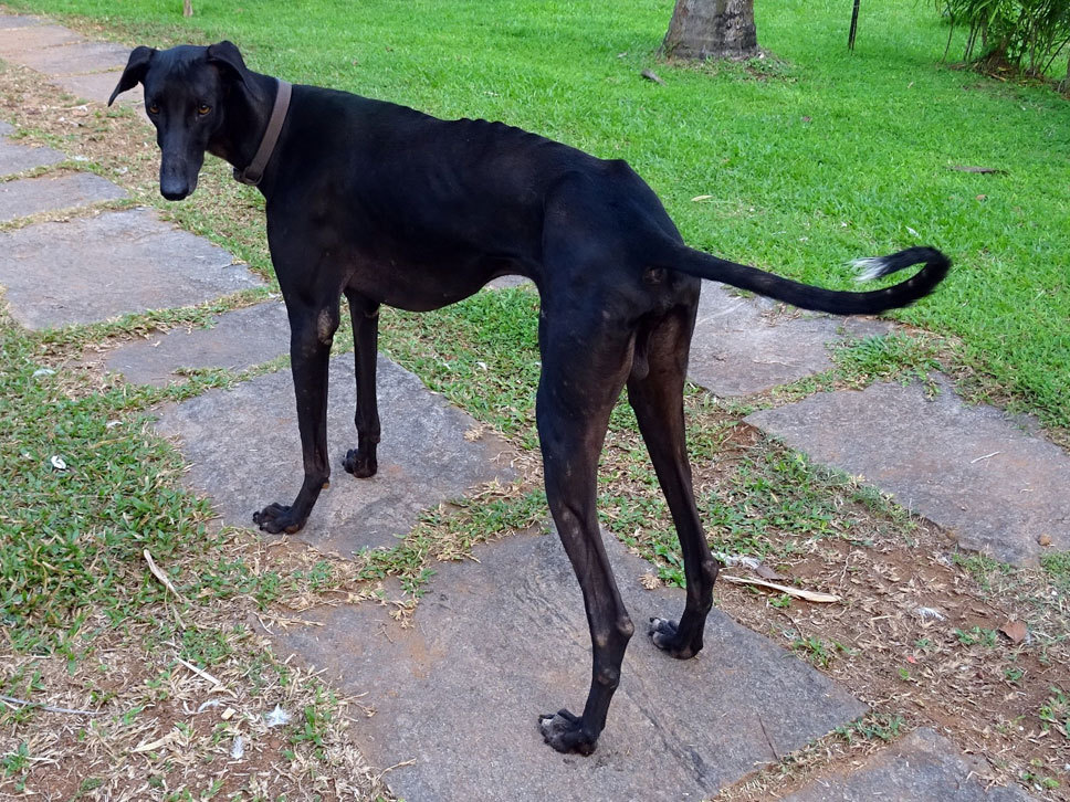 Mudhol Hound HundeTreffpunkt