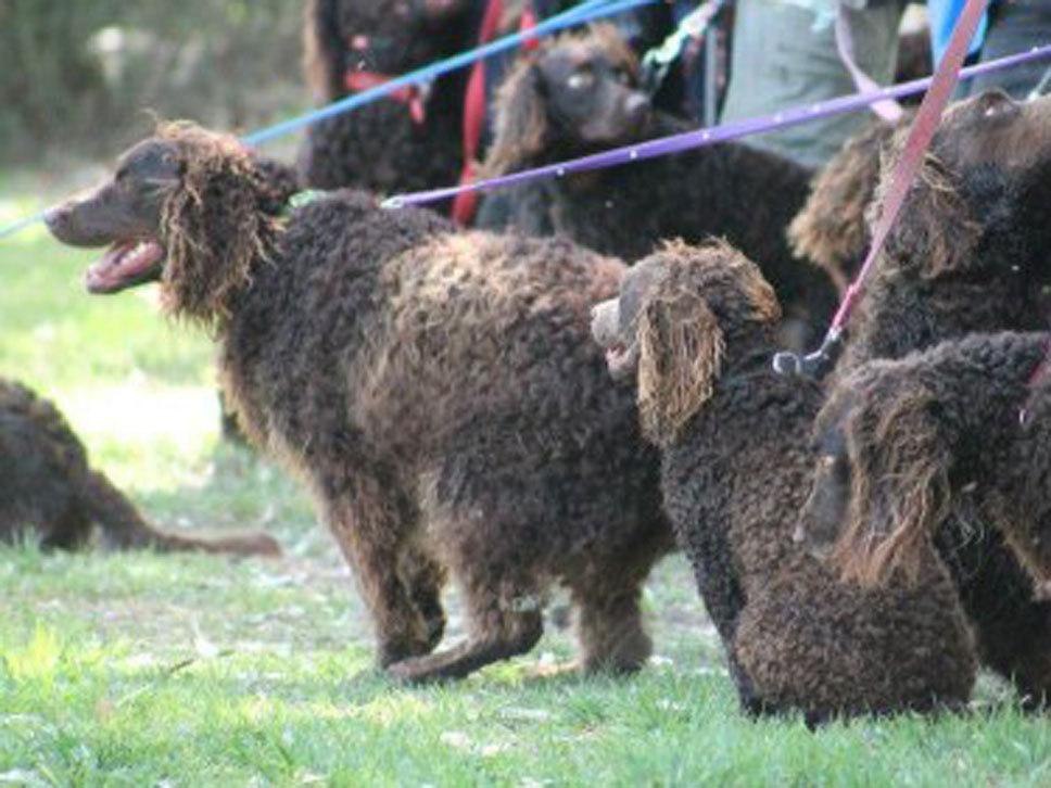Murray River Curly Coated Retriever HundeTreffpunkt