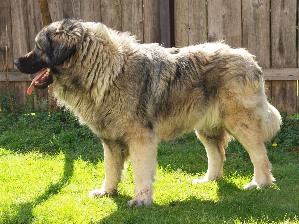 Šarplaninac HundeTreffpunkt