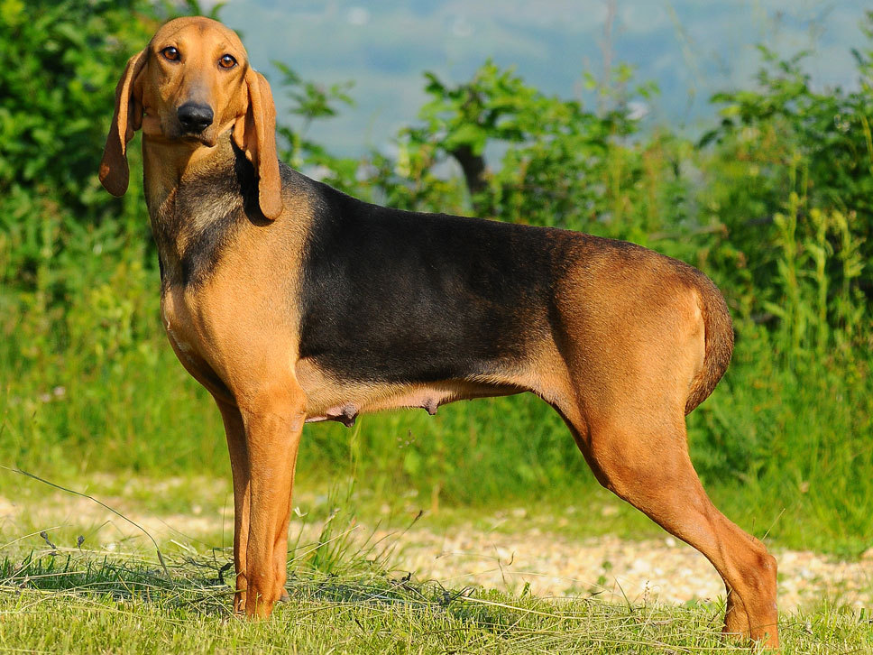 Segugio Italiano (A Pelo Raso) HundeTreffpunkt