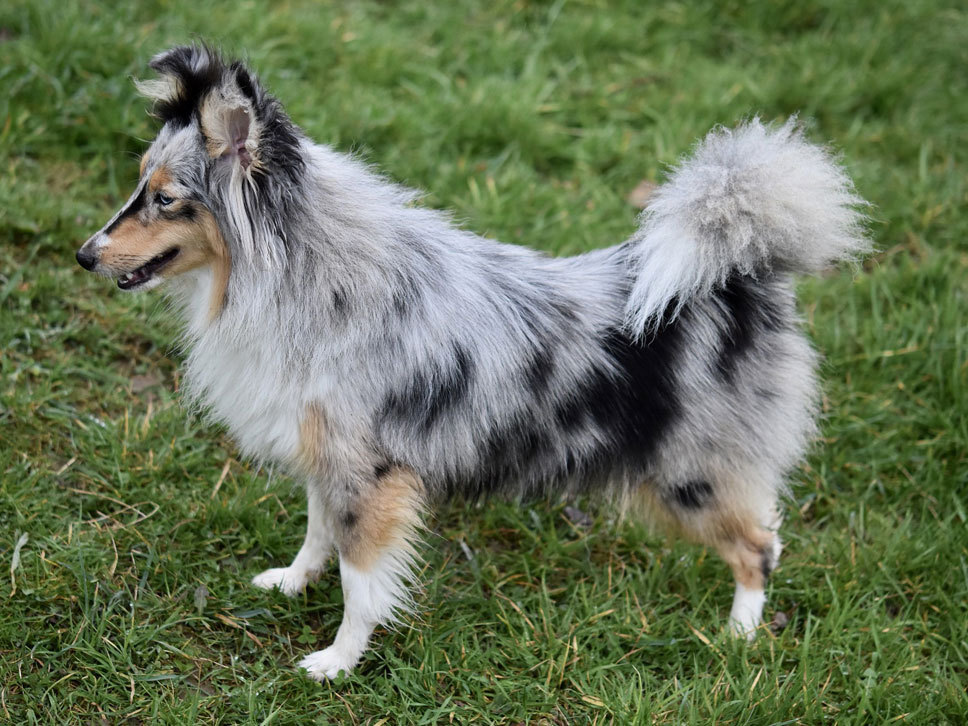 Shetland Sheepdog Gewicht Männlich 6 4 12 Kg