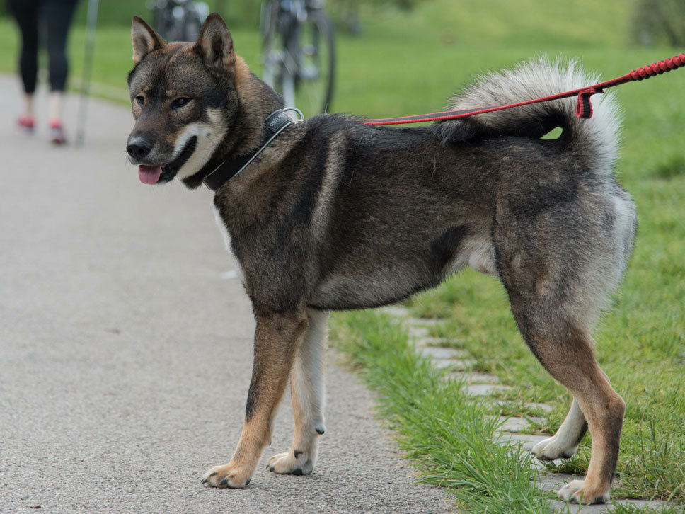 Shikoku HundeTreffpunkt