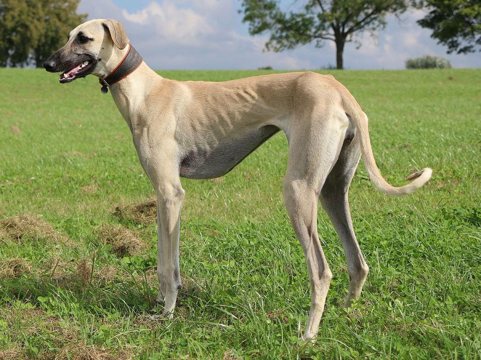 Sloughi HundeTreffpunkt