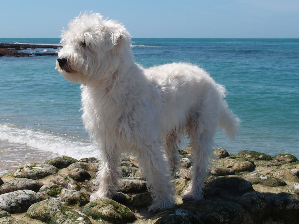 Westiepoo Hunde Treffpunkt