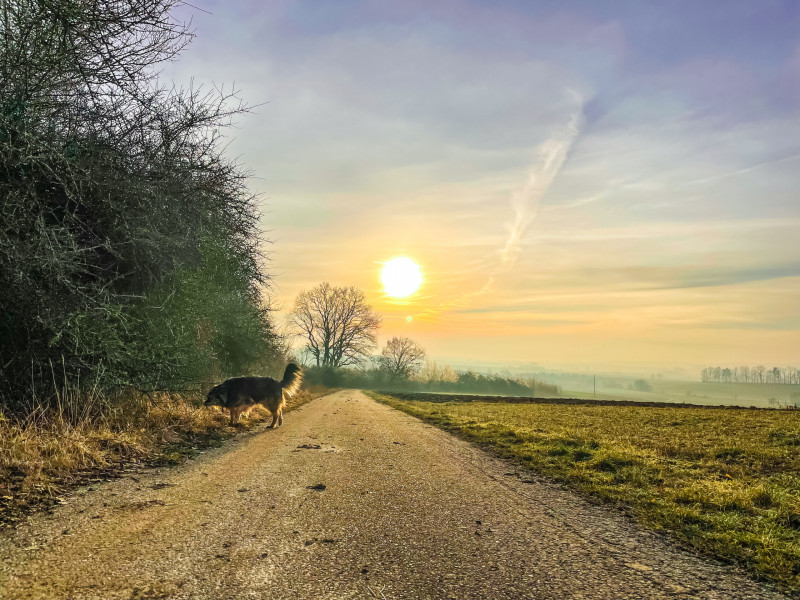 mit-dem-hovi-beim-abendspaziergang